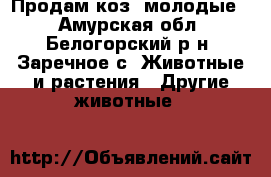 Продам коз, молодые. - Амурская обл., Белогорский р-н, Заречное с. Животные и растения » Другие животные   